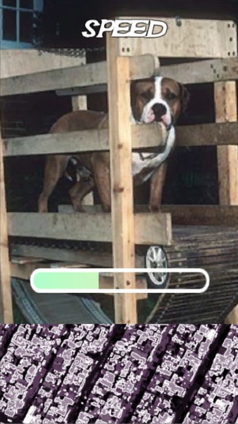 Dog speed training